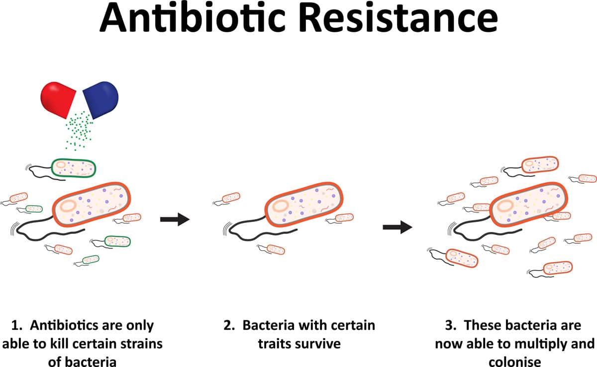 Antibiotica-resistente kiemen